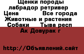 Щенки породы лабрадор ретривер › Цена ­ 8 000 - Все города Животные и растения » Собаки   . Тыва респ.,Ак-Довурак г.